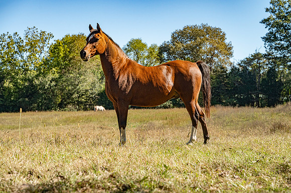 NCP_4377