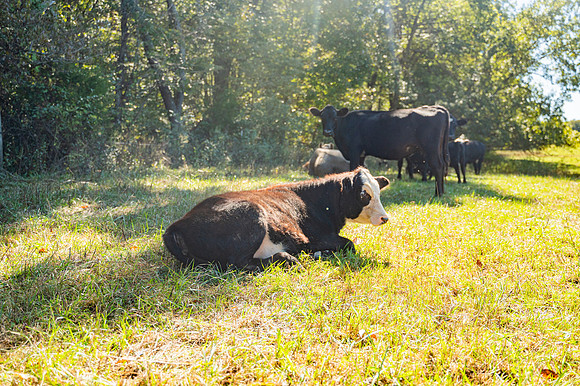 NCP_4427