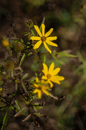NCP_4614
