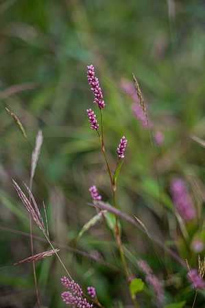 NCP_4817