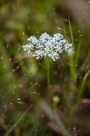 NCP_4812-Edit