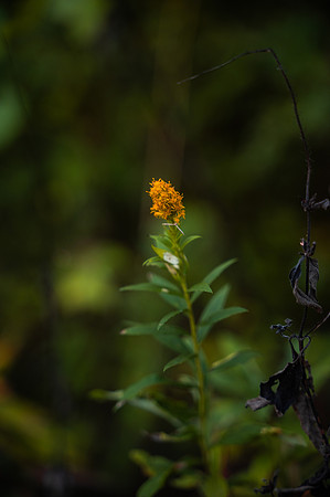 NCP_4839