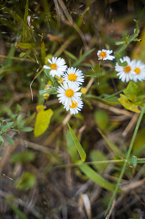 NCP_4846