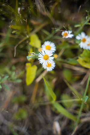 NCP_4849