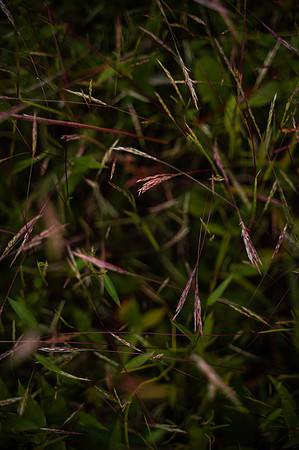 NCP_4855