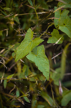 NCP_4868