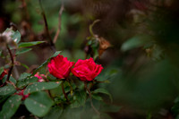 NCP_2812