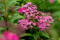 NCP_2822