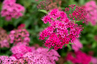NCP_2817