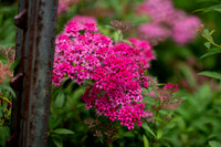 NCP_2821