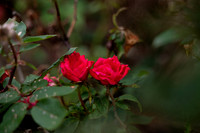 NCP_2812-Edit