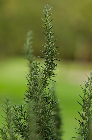 NCP_6090